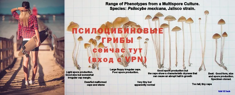 Псилоцибиновые грибы Psilocybine cubensis  Калач 